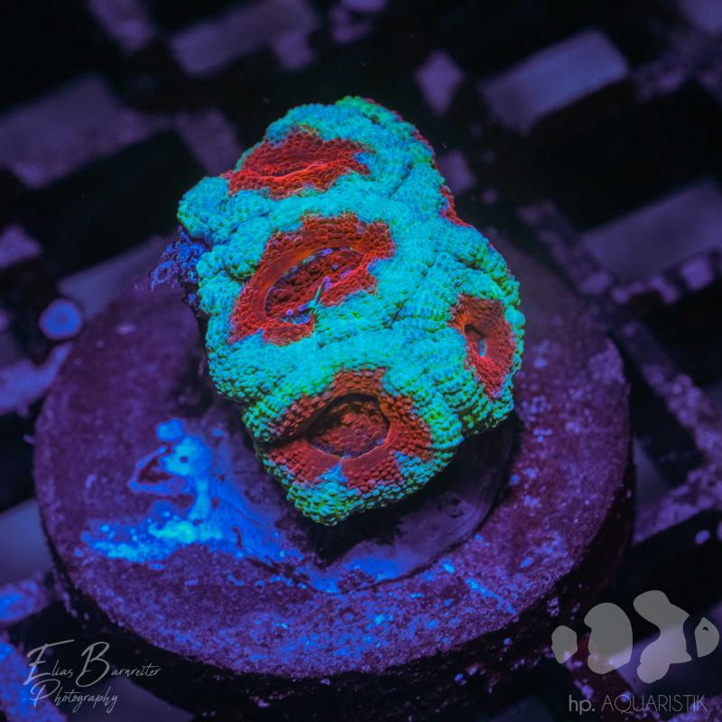 Acanthastrea Red Blue